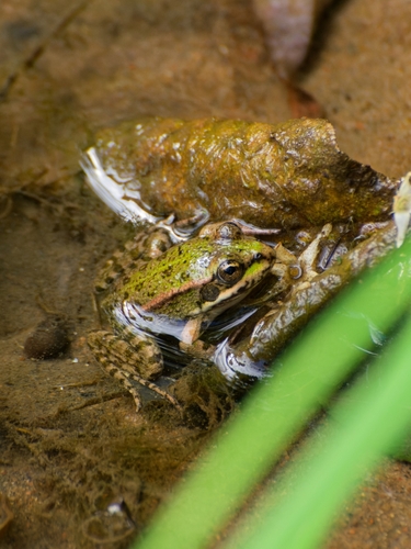 Marsh Frog