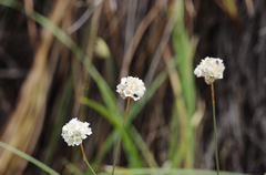 Armeria curvifolia