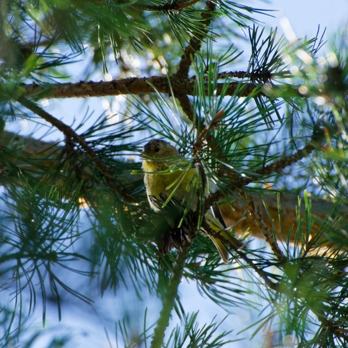 Eurasian Siskin