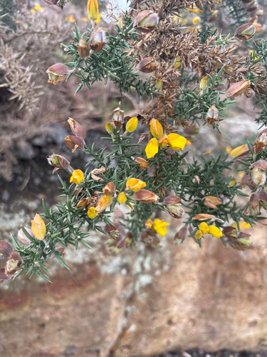 gorse