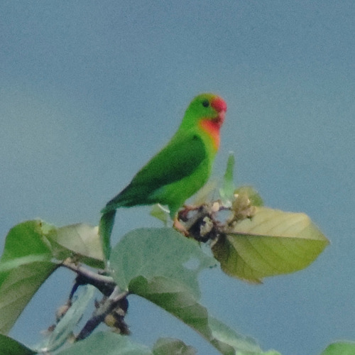 Loriculus philippensis observed 2026-08-22