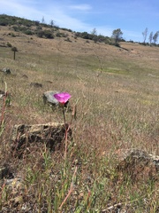 Clarkia gracilis tracyi