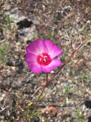 Clarkia gracilis tracyi