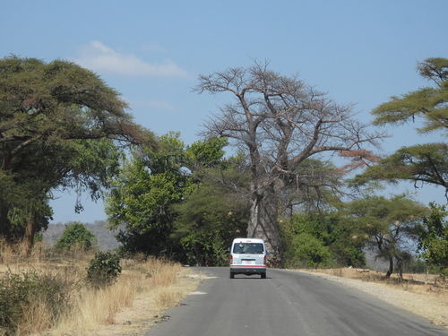 African baobab