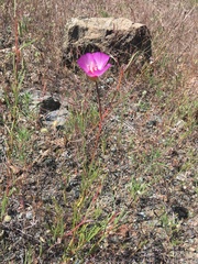 Clarkia gracilis tracyi