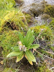 Primula crassifolia, photograph Maria Kohanovskaya, CC BY, iNaturalist via GBIF