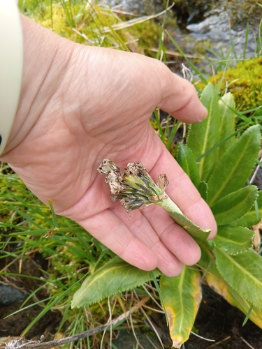 Primula crassifolia, photograph 4