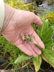Primula crassifolia, photograph Maria Kohanovskaya, CC BY, iNaturalist via GBIF