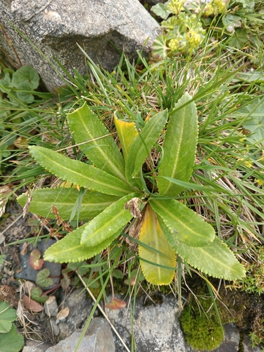 Primula crassifolia, photograph 5