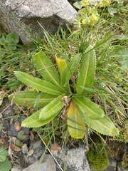 Primula crassifolia, photograph Maria Kohanovskaya, CC BY, iNaturalist via GBIF