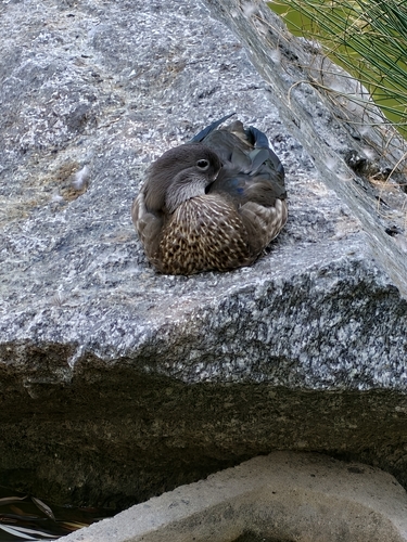 Mandarin Duck