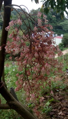 Sterculia monosperma