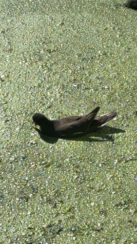 Eurasian Moorhen