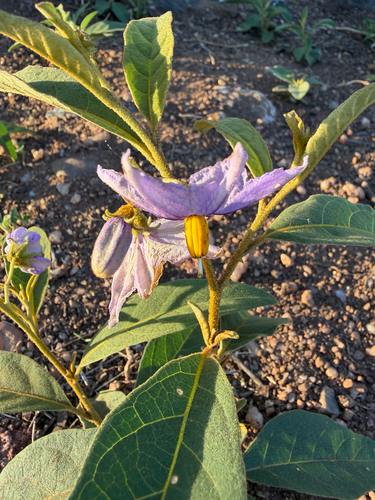 Solanum campylacanthum, photograph 6