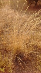 Stipa lagascae