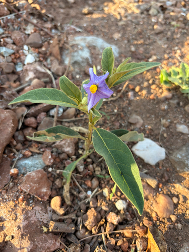 Solanum campylacanthum, photograph 5