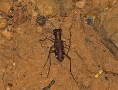 Prothyma schmidtgoebeli