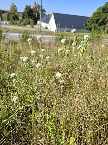 hoary alyssum