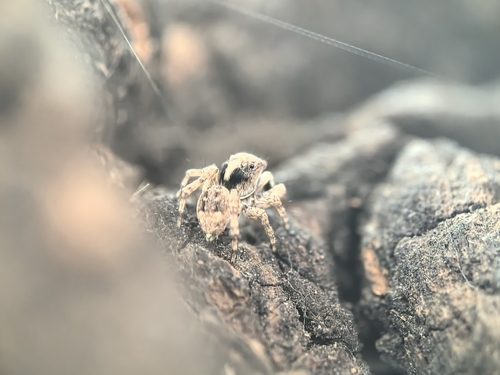 Asiatic Wall Jumping Spider