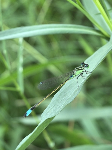 Common Bluetail