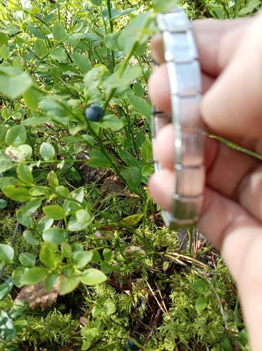 common bilberry