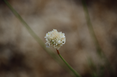 Armeria curvifolia