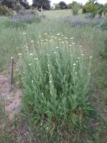 Achillea filipendulina