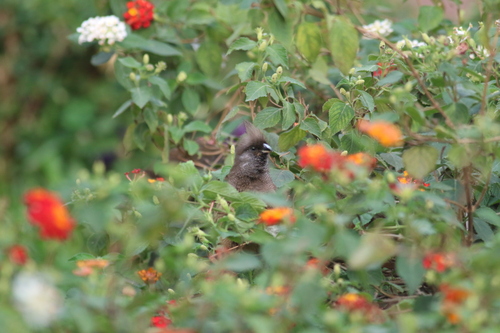 Speckled Mousebird