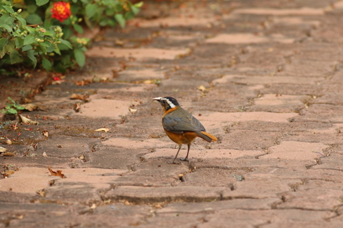 White-browed Robin-Chat