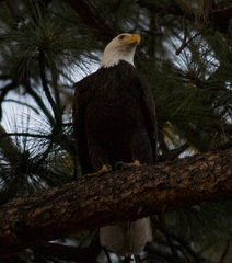 Haliaeetus leucocephalus
