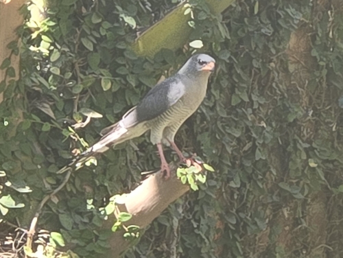 Gabar Goshawk
