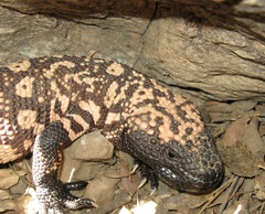 Heloderma suspectum suspectum