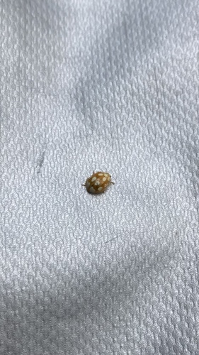 Little Arboreal Lady Beetle