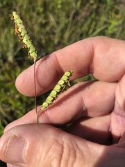 Paspalum praecox