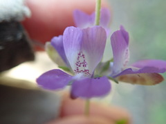 Collinsia concolor