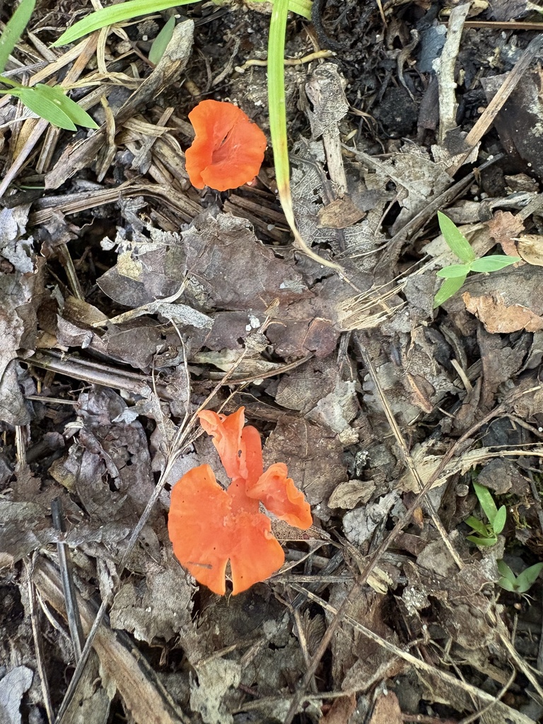 Red Chanterelle · August 2026 · photo: Photo: no rights reserved · iNaturalist