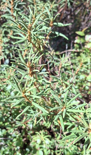 marsh Labrador tea