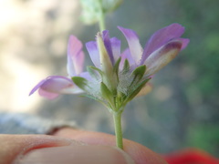 Collinsia concolor