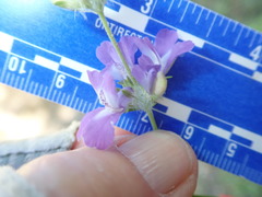 Collinsia concolor
