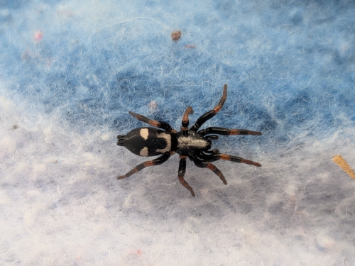 Kishidaia conspicua
