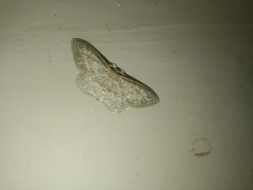 Small Dusty Wave