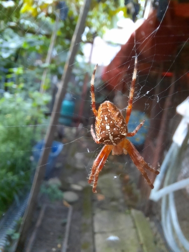 Cross Orbweaver