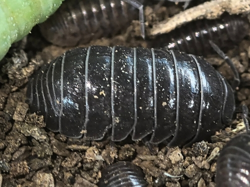 Common Pill Woodlouse
