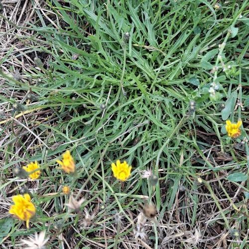 Autumn Hawkbit