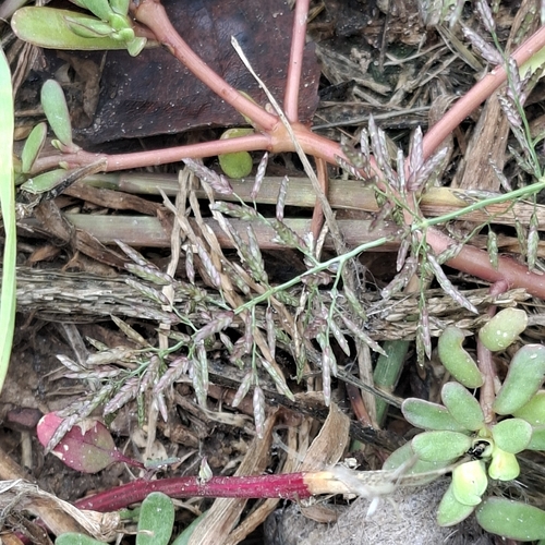 Little Lovegrass