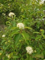 Cornus obliqua