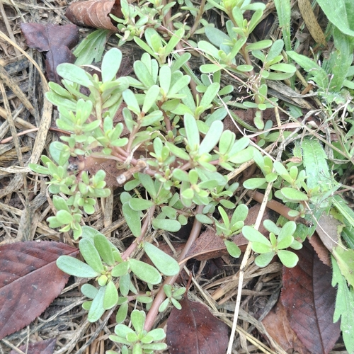 Common Purslane