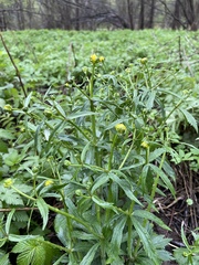 Ranunculus auricomus