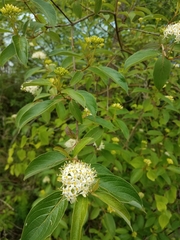 Cornus obliqua