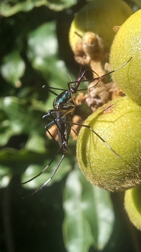 Toxorhynchites brevipalpis, 2026-08-25